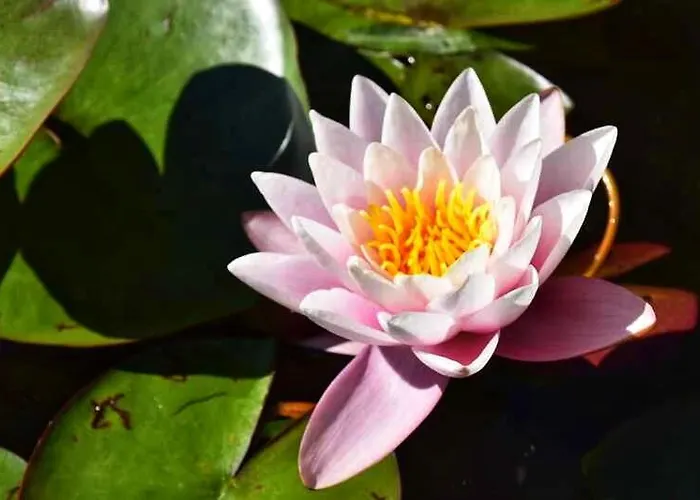 Le Crusoe A L'etang D'anty -meuble De Tourisme Apartmán Saint-Nabord